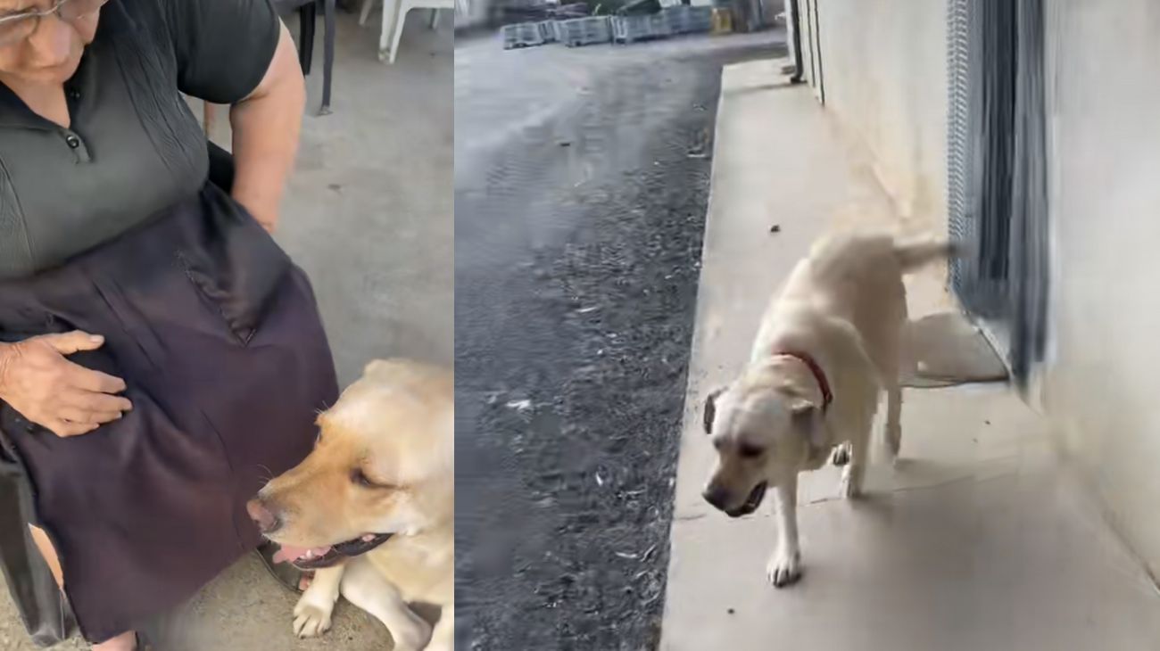 Labrador porta la medicina alla nonna: il video è tenerissimo