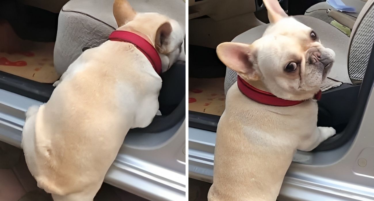 Cucciolo di bulldog francese tenta di salire in auto: come