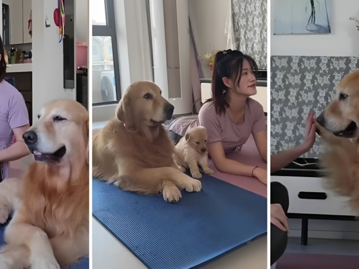 Golden Retriever a lezione di yoga: guardate quello che fa per imitare la  padrona