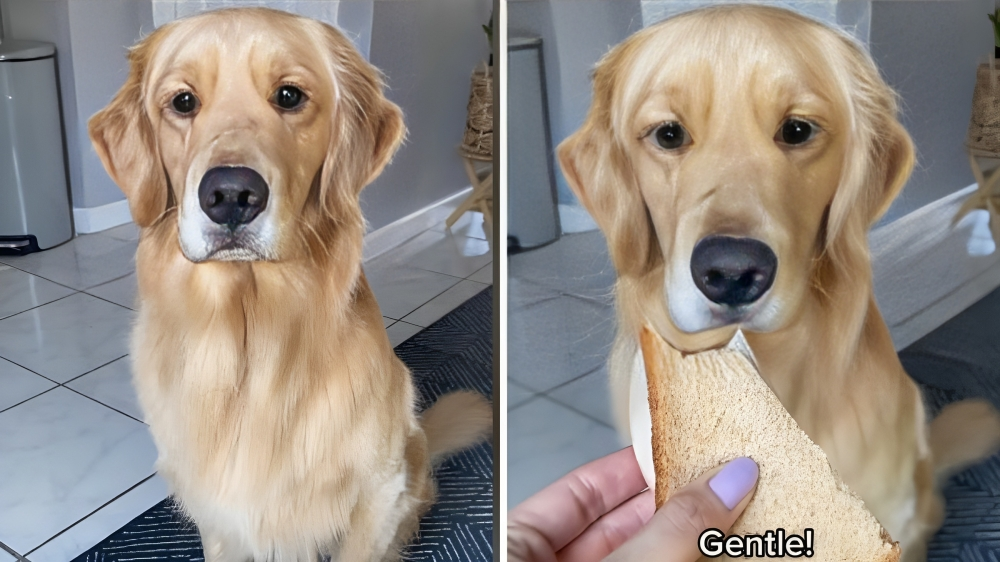 Golden Retriever odia farsi pulire le orecchie: guarda cosa fa per evitarlo