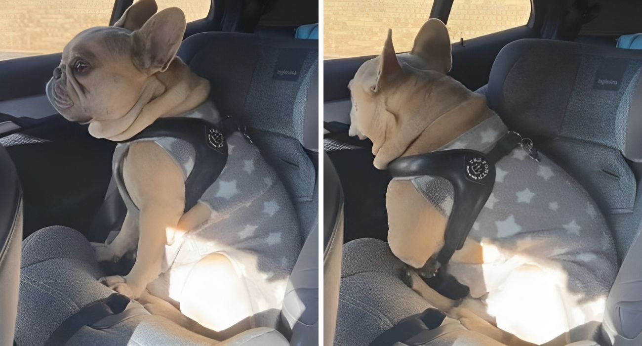 Cucciolo di bulldog francese tenta di salire in auto: come reagisce quando  viene scoperto