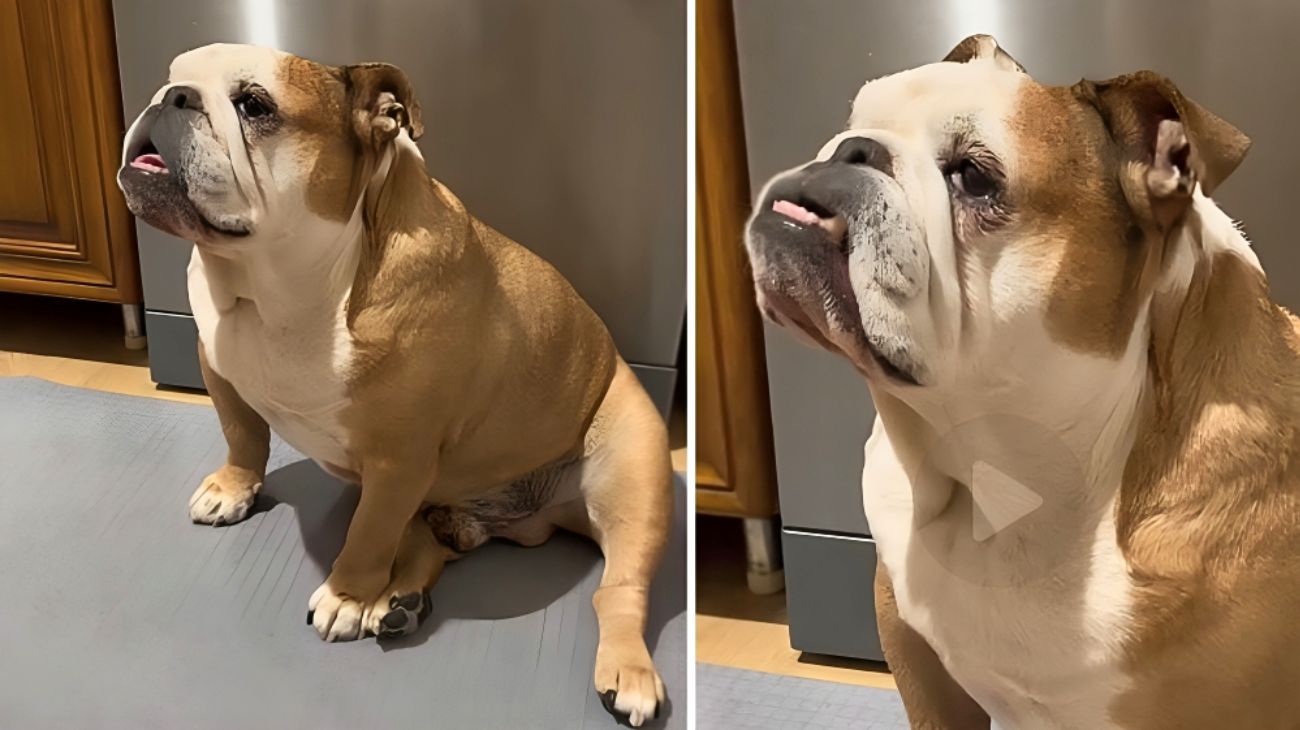 "Ho messo a dieta il mio Bulldog Inglese" guardate cosa fa per avere