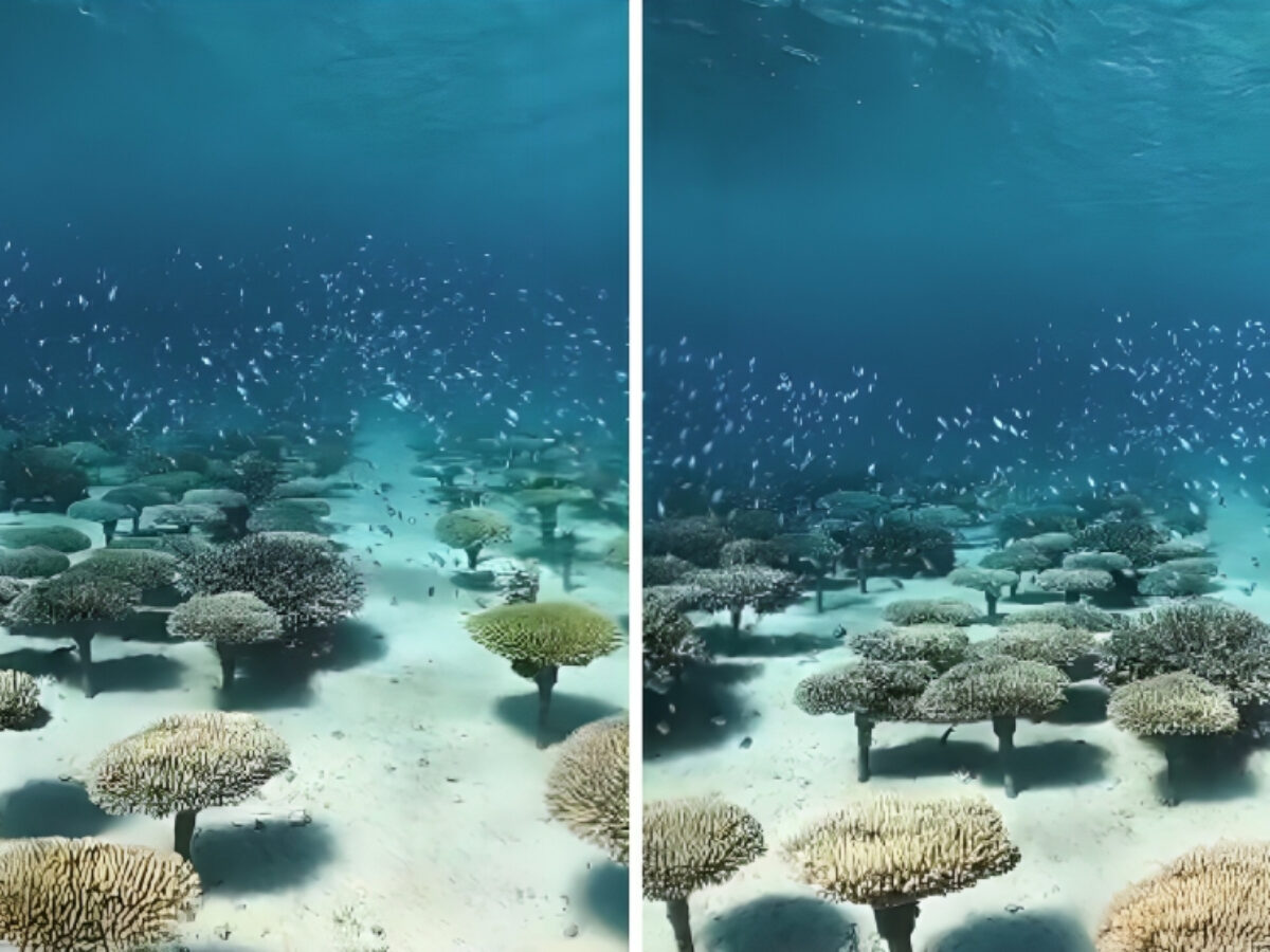 La foresta di coralli, un gioiello del mare: immagini che stupiscono