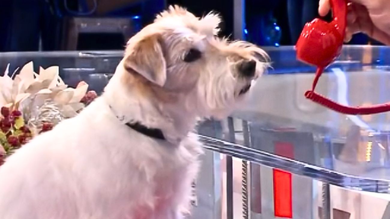 gennarino affari tuoi