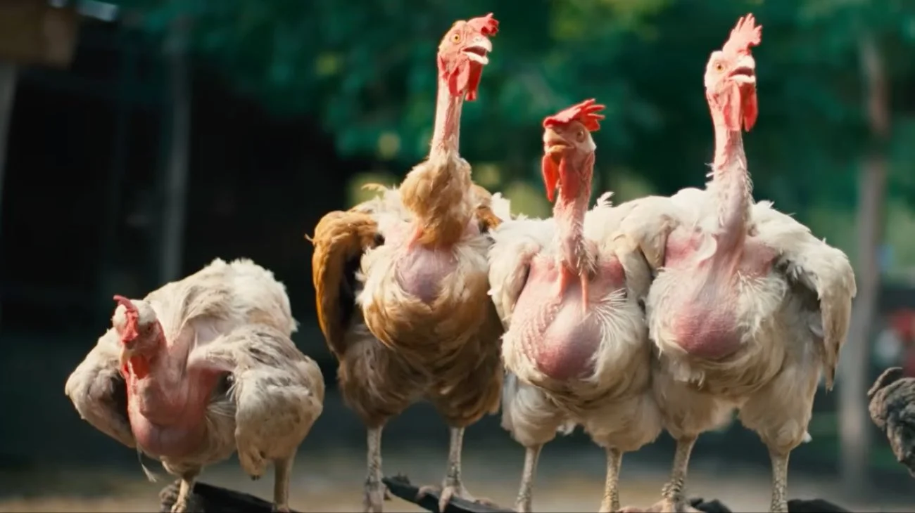 hen